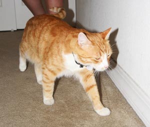 Lost Cat